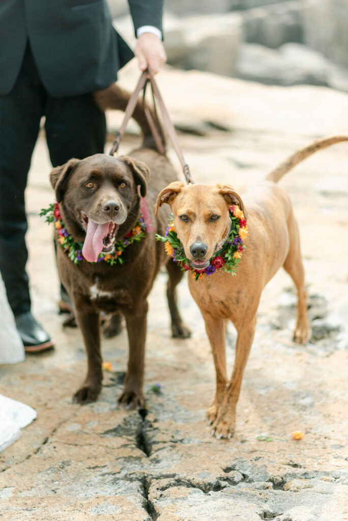wedding dogs flowers