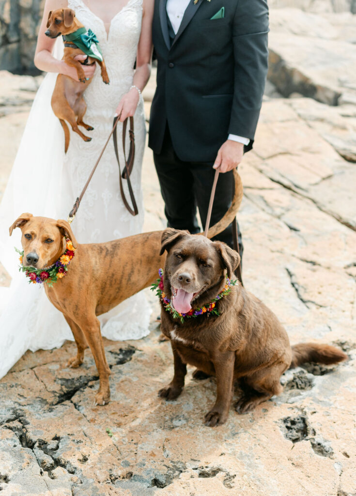 bride groom dogs wedding portraits couples